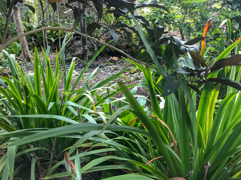 Botanic Gardens on Easo, Lifou