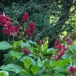 Botanic Gardens on Easo, Lifou