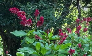 Botanic Gardens on Easo, Lifou