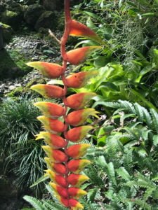 Botanic garden plant, very unusual