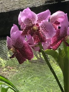 Orchids at botanic garden