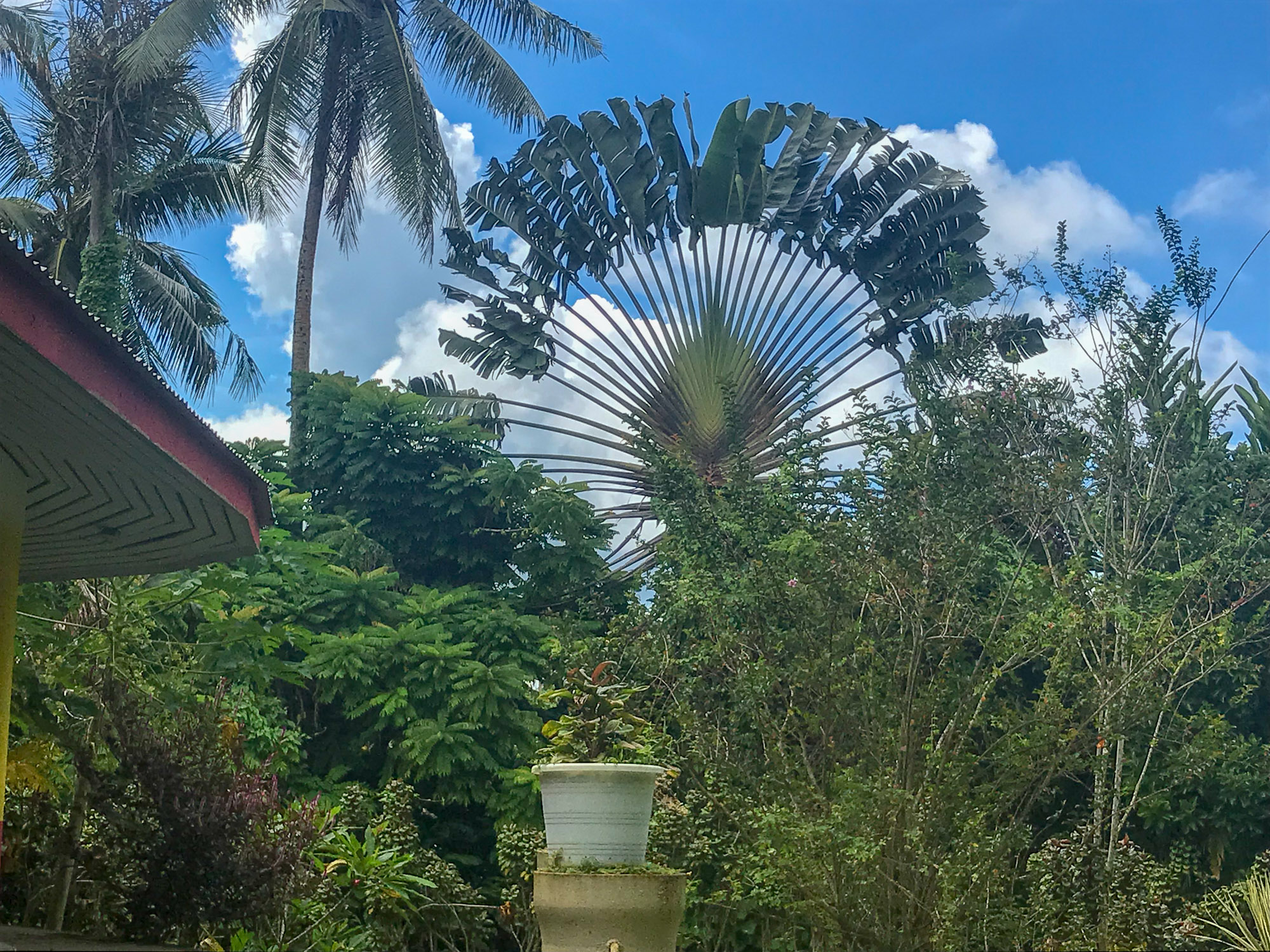 Peacock-shaped palm