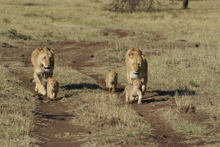 Lionesses and Cubs in the Maasai Mara