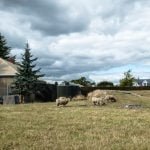 Raising sheep in Christchurch New Zealand