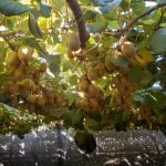 Under the cover of kiwis