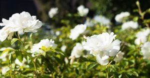 White rose captured in November at Vista City Hall