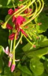 Flowers of Lifou