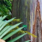 Bark of Rainbow Eucalyptus