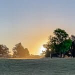 Rising sun behind trees