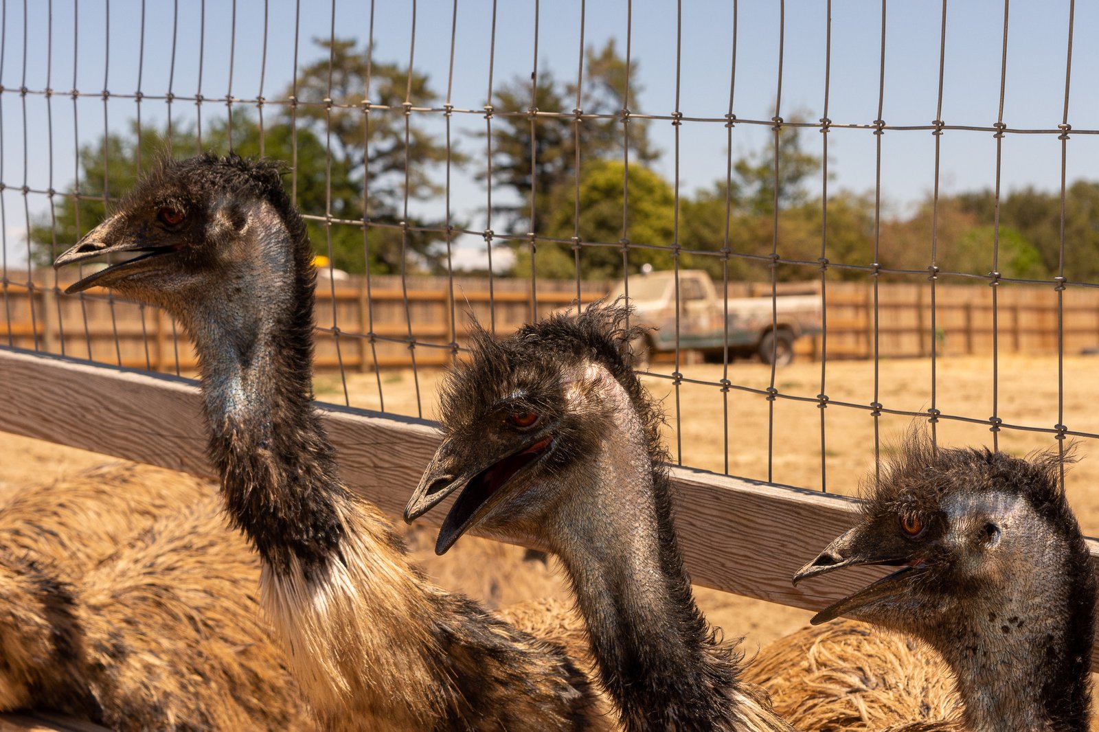 The emu gang at Ostrichland