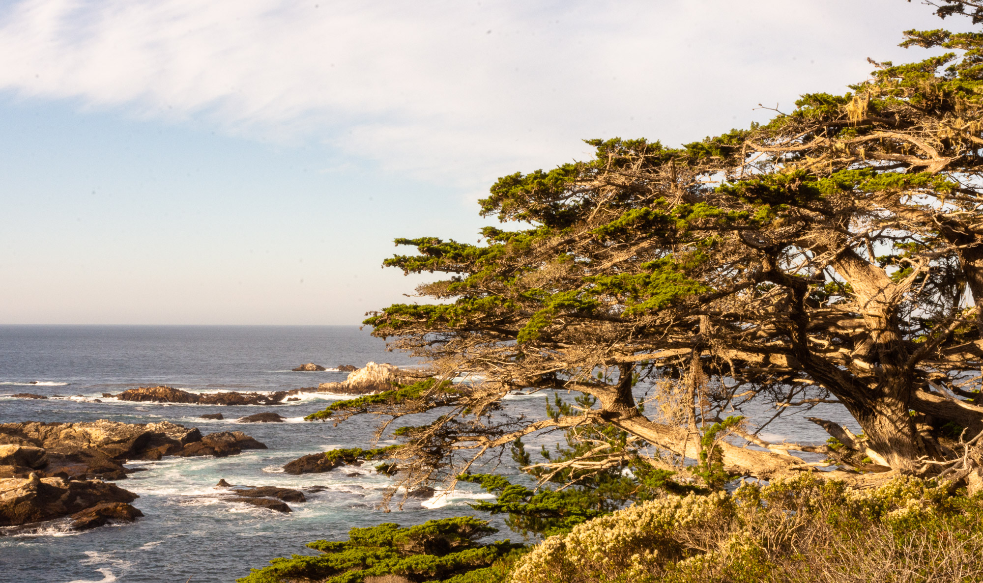 These Monterey cypress cling to the rocky coast like no other tree can