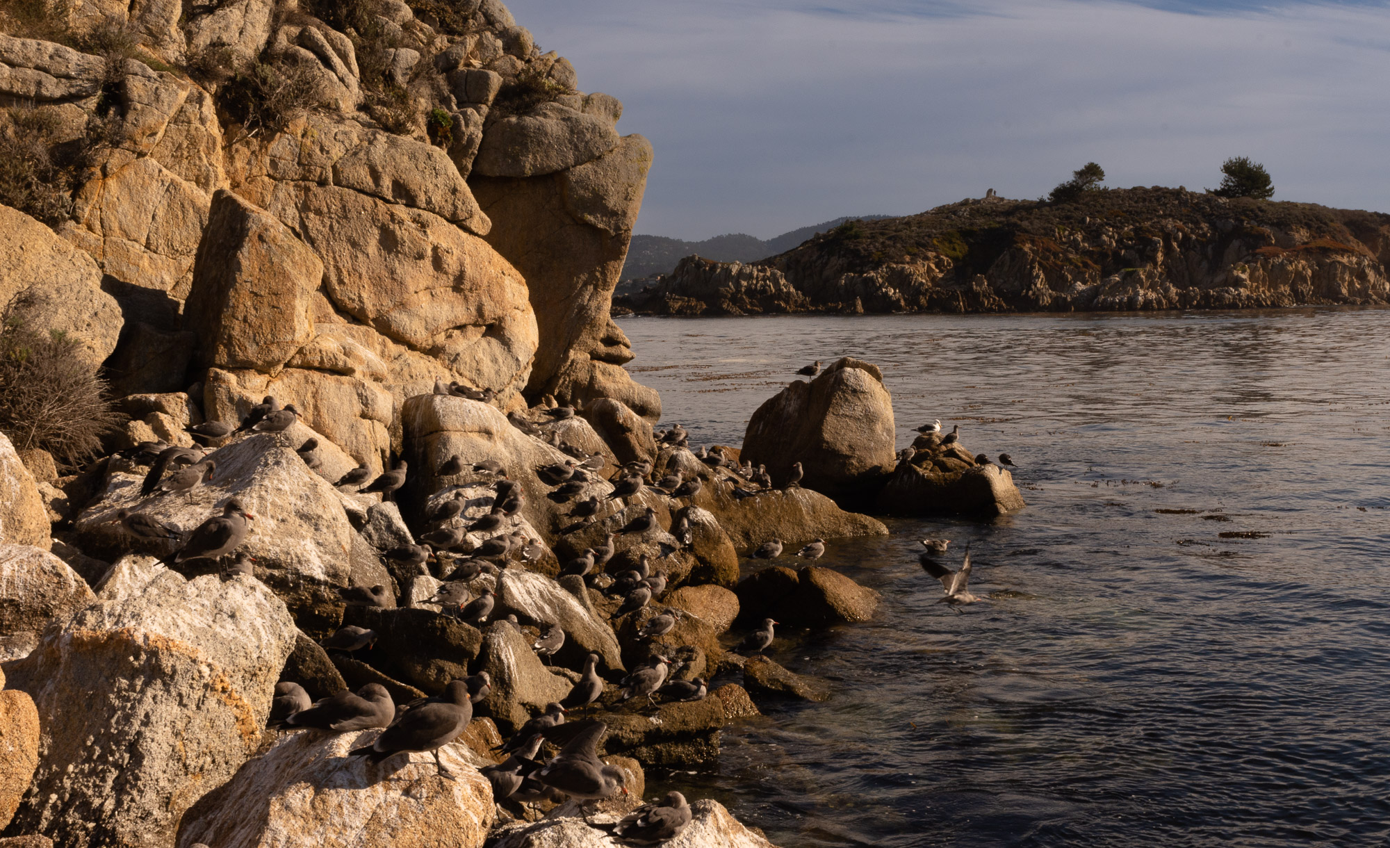 Guano, and shorebirds, are everywhere at Point Lobos