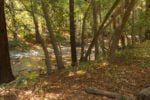 The trail parallels the river, making this a scenic and tranquil walk.