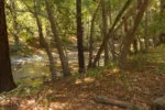 The trail parallels the river, making this a scenic and tranquil walk.