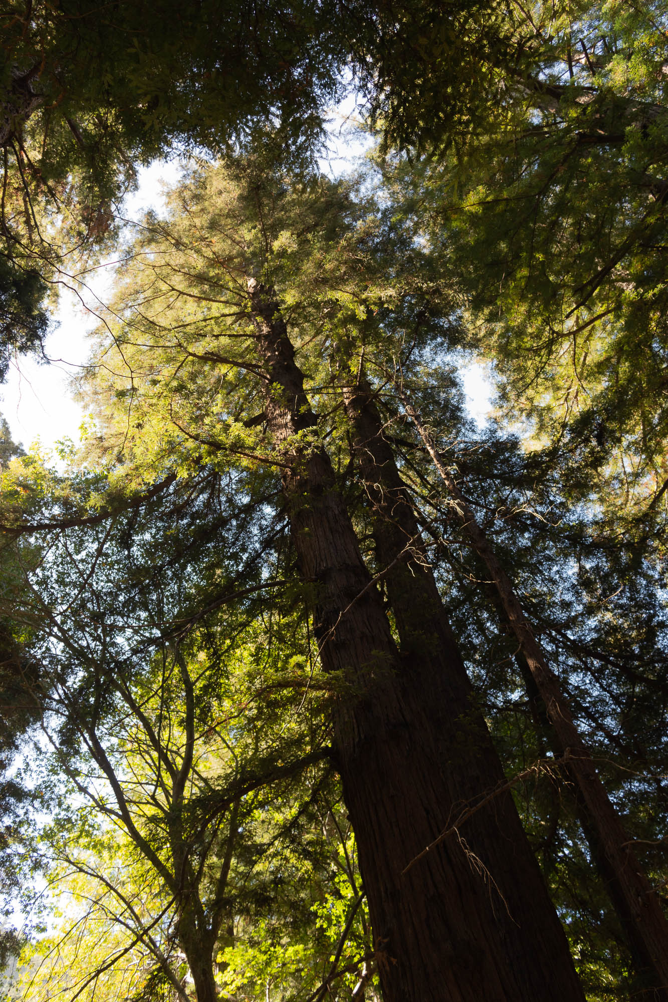 With plenty of water, these trees at the Pfeiffer Big Sur State Park are abundant.