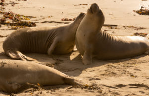 Elephant seals tend to be very social in this situation. These guys are poably just learning their social skills.