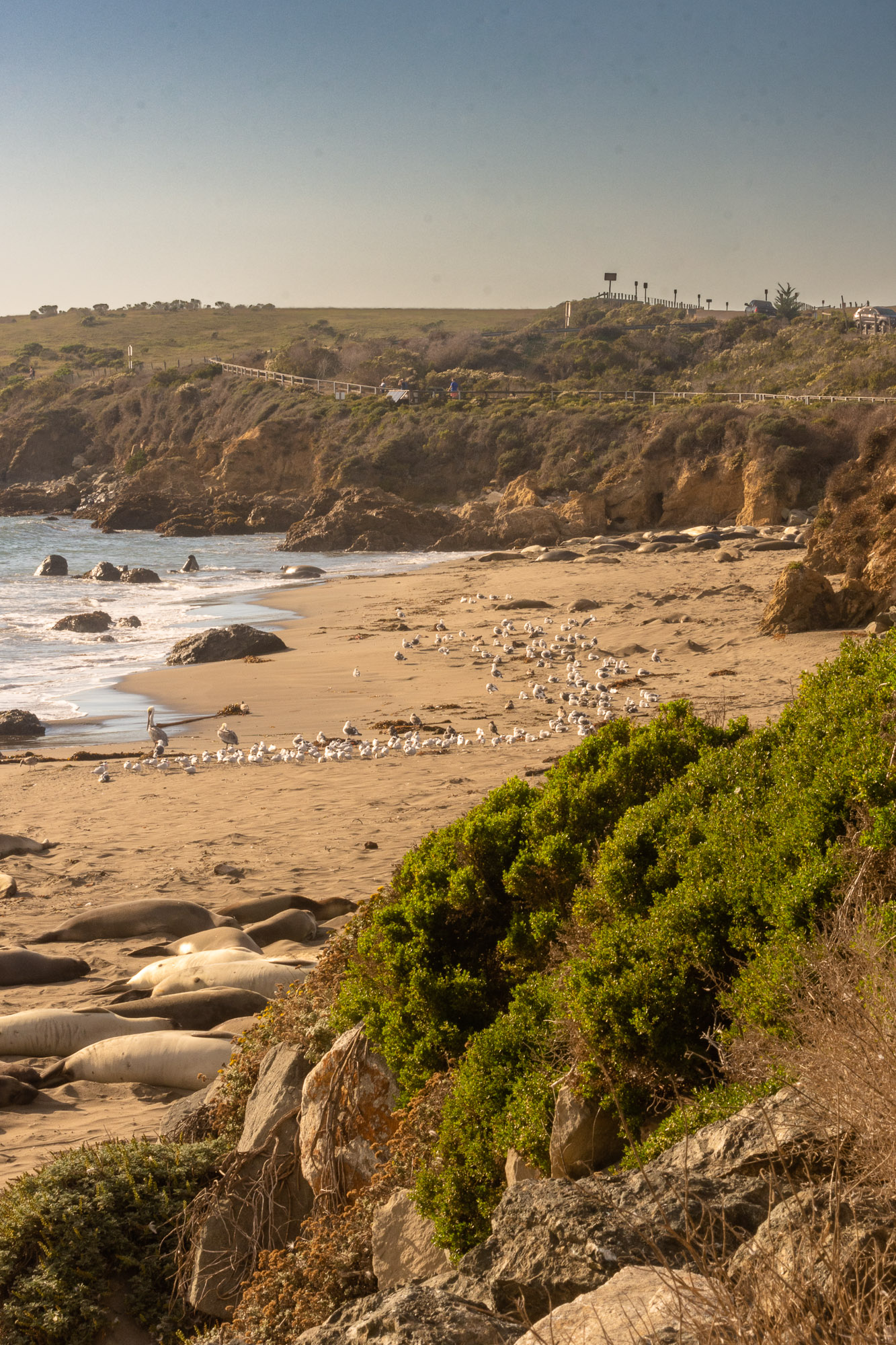 Not only are there (literally) tons of elephant seals, but there are plenty of other guests.