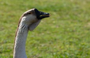 I'm not sure if this guy was telling me to get lost or saying, 'cheese'.