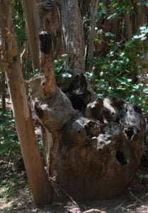 This old, knarled stump must have been a huge tree in its day.