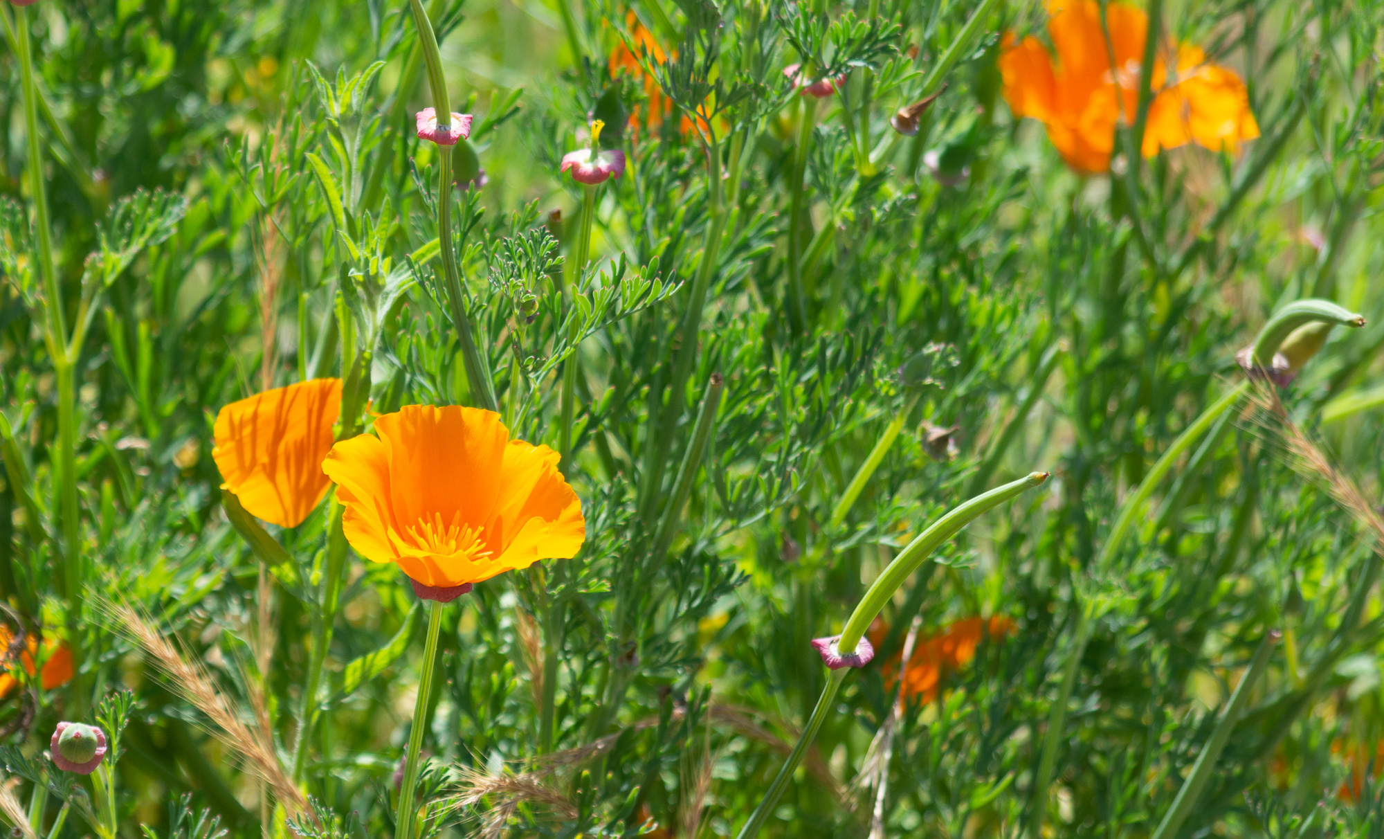 Even the California poppies were out in bloom!