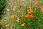 California poppies on full display