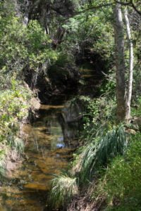 The creek meanders through the park