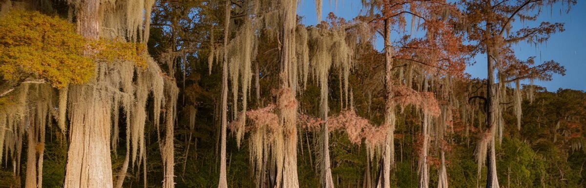 Bald Cypress with Spanish Moss under a full moon
