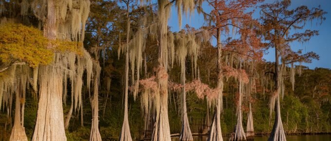 Bald Cypress with Spanish Moss under a full moon