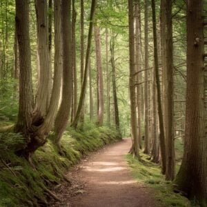 The Natchez Trace as it might have looked 150 years ago