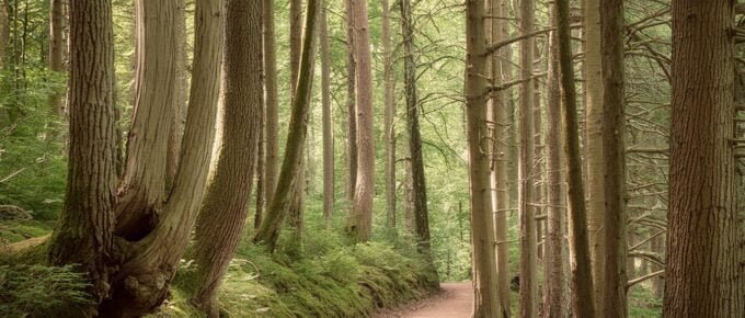 The Natchez Trace as it might have looked 150 years ago