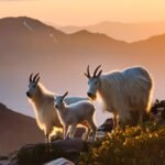 Mountain Goats at home on the mountain