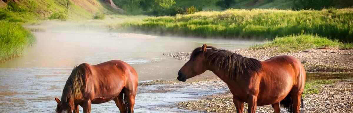 feral horses of North Dakota