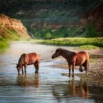 feral horses of North Dakota