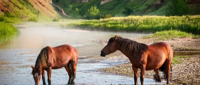 feral horses of North Dakota