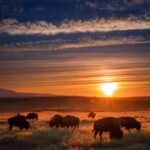 Grazing bison inspired by the Wichita Mountains bison herd