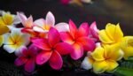 May Day is Lei Day