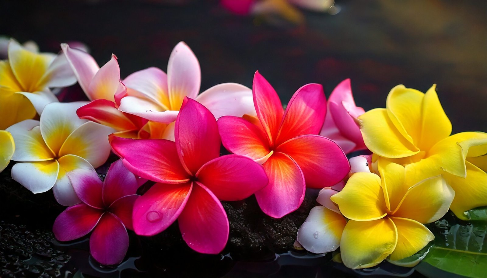 May Day is Lei Day - are you ready? - Terry Ambrose