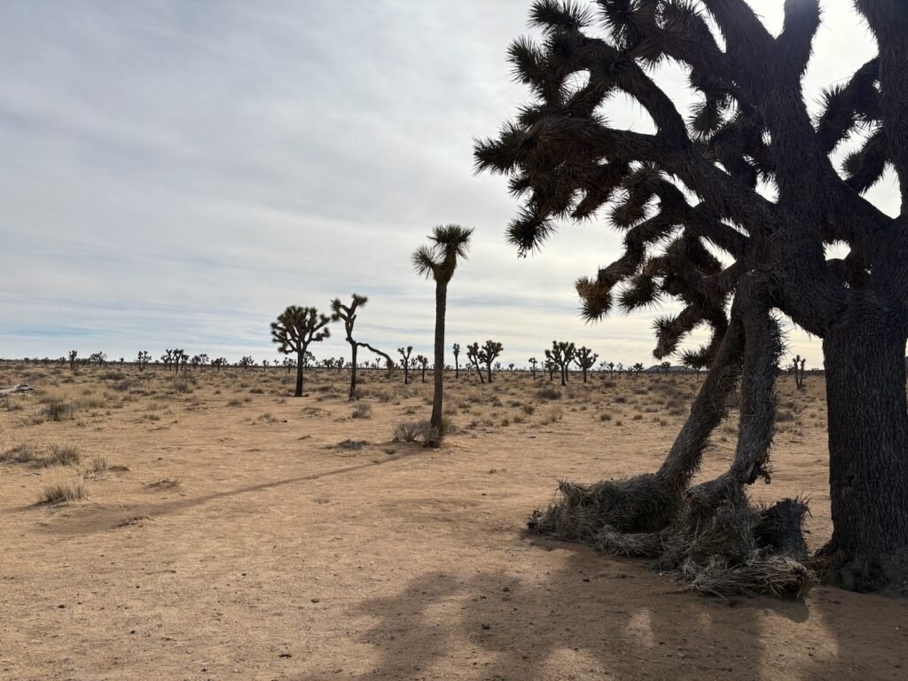 Joshua Tree National Monument - Photo Credit: Terry Ambrose