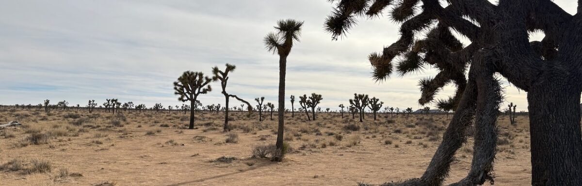 Joshua Tree National Monument - Photo Credit: Terry Ambrose