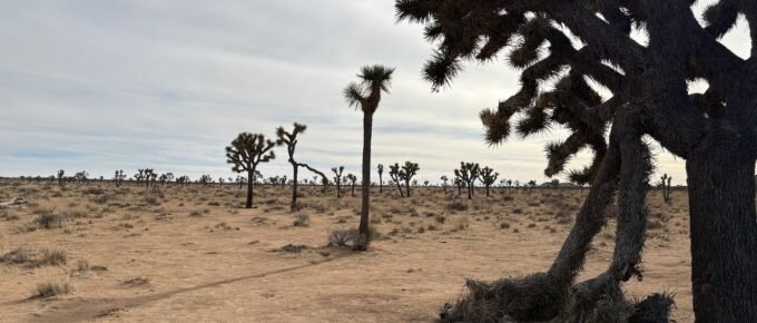 Joshua Tree National Monument - Photo Credit: Terry Ambrose