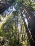 The Redwoods are Calling