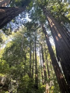 The Redwoods are Calling