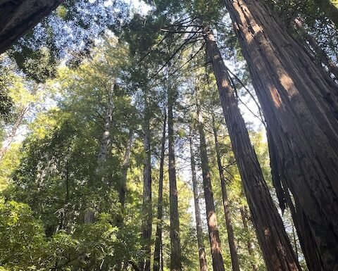 The Redwoods are Calling