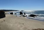 Photo Credit: Terry Ambrose - 6 October 2025 - Bandon, OR near Face Rock