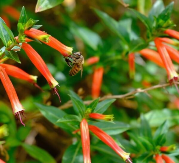 The bees are loving the cigar plant