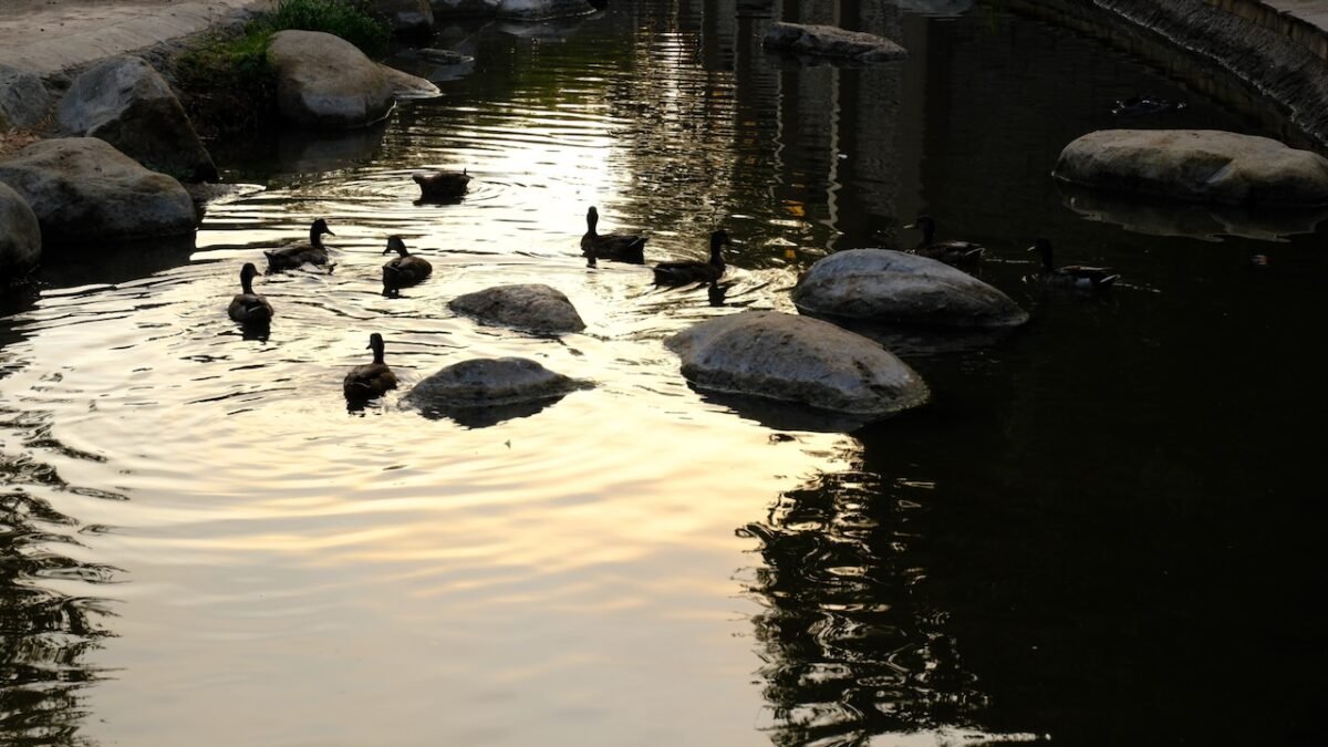 Vista Park and Ducks Galore